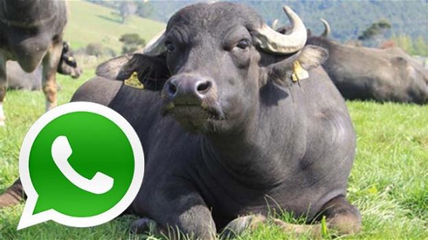 WhatsApp: "Da domani niente buonanotte o buongiorno con foto", ma è una bufala