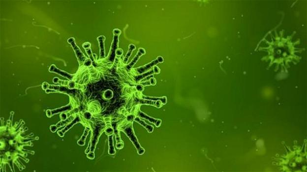 Sarà il virus Nipah la nuova minaccia alla salute globale?