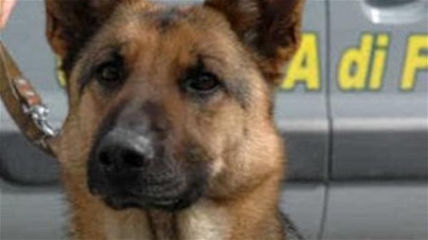 Cani maltrattati salvi grazie al loro finanziere, il cane Caboto