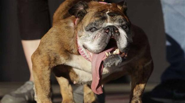 Zsa Zsa è ufficialmente il cane più brutto del mondo