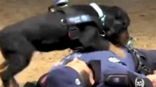Poncho, il cane della polizia spagnola che sa praticare un massaggio cardiaco