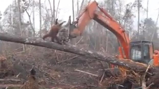 L’escavatore sta distruggendo la foresta: il disperato tentativo dell’orango che prova a fermarlo