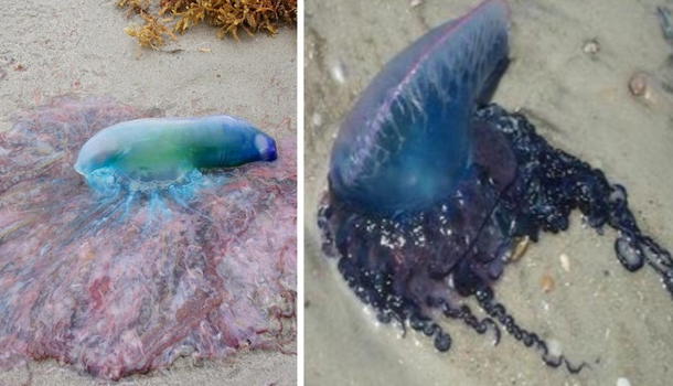 Allarme sulle spiagge italiane: non toccate i tentacoli, sono letali!