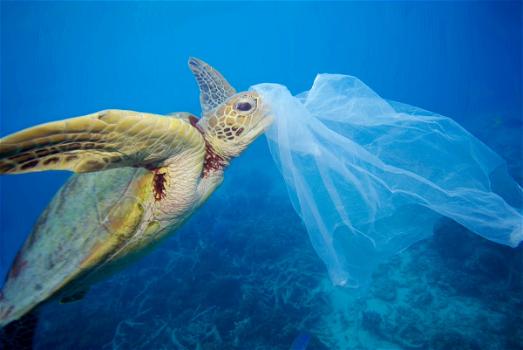 La strage silenziosa nel nostro mare: “Troppe tartarughe uccise dalla plastica”