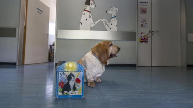Serena, il cane infermiera che aiuta i bambini