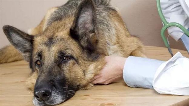 Emergenza Leishmaniosi, pericolo per cani e proprietari