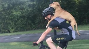 Un ciclista salva un cane portandolo sulla schiena e così trova una casa