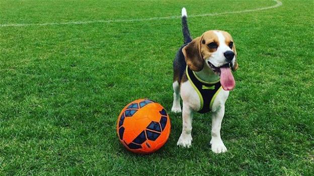 Il club di calcio inglese Leyton Orient cerca un cane: ecco il perché