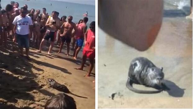 Baia Domizia, una “strana” creatura a passeggio tra i bagnanti: in spiaggia scoppia il caos
