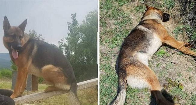 Muore avvelenato Kaos, il cane eroe che ha aiutato i soccorritori ad Amatrice