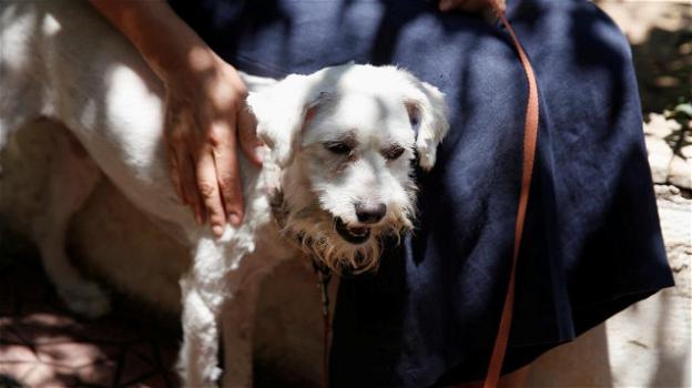 Loukomaki: la storia del cane salvo per miracolo dai devastanti incendi in Grecia
