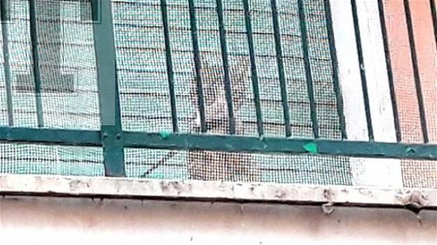 Al guinzaglio sul balcone: gatto salvato a Roma