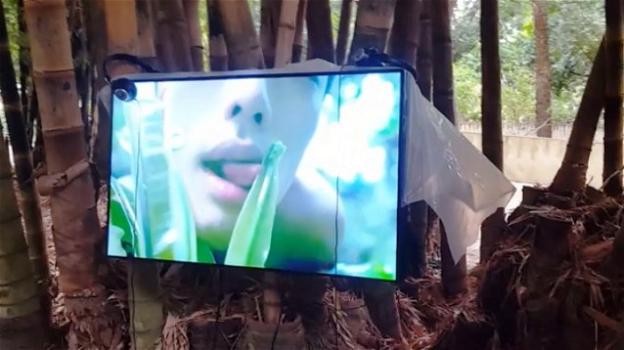 Palermo, soldi pubblici per l’installazione video con "scene erotiche" all’Orto Botanico: infuria la polemica