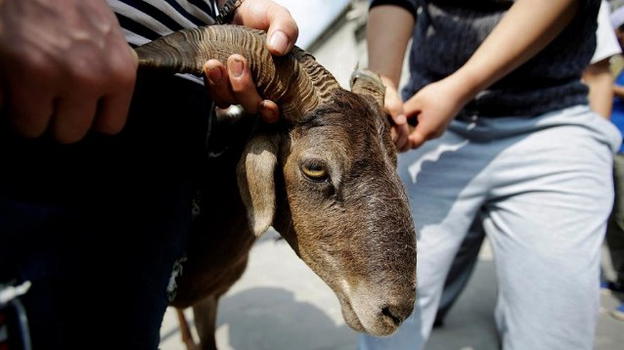 Festa islamica del sacrificio: migliaia di capre sgozzate, AIDAA lancia un appello