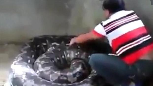 Accarezza l’anaconda e il grosso serpente si alza verso la donna: l’inaspettata reazione del rettile