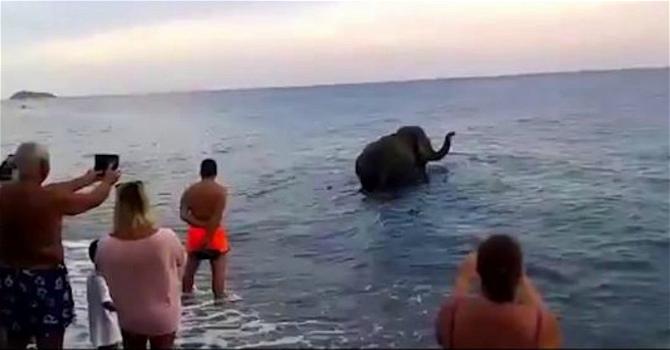 Calabria, l’elefante scappa dal circo e si tuffa a mare