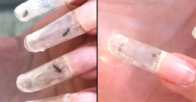 La nuova “moda” delle formiche vive nelle unghie scandalizza il web