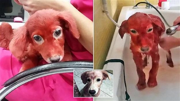 Salvato il cane colorato di rosso: venduto per 150 euro