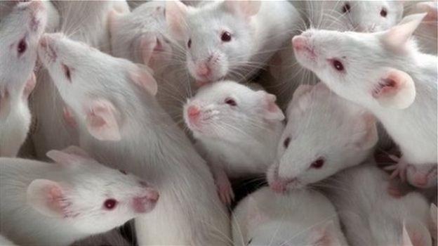 Cancro: c’è un vaccino che funziona al 100% sui topi