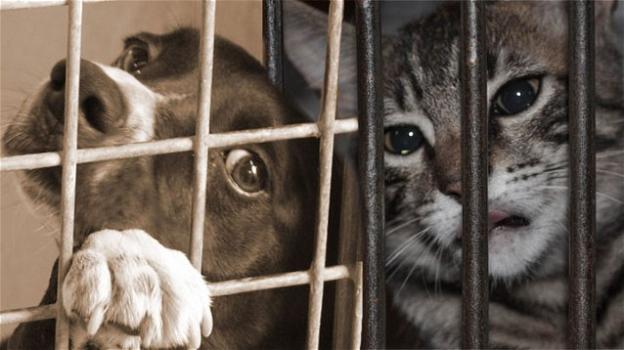 Stati Uniti: fine del consumo di carne di cani e gatti, sì della Camera