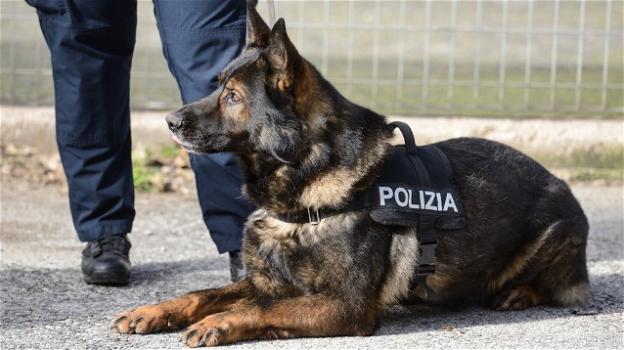 Monza: cane poliziotto accusato di essere "fascista"