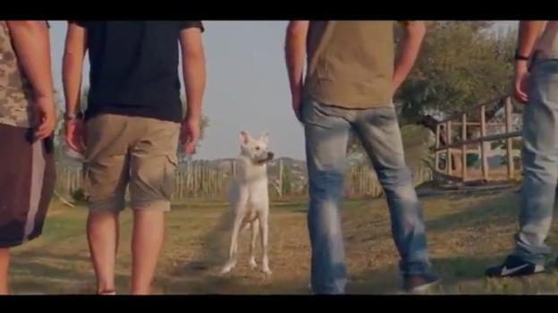 L’orribile vicenda del cane Angelo diventa un cortometraggio