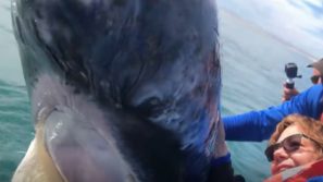 Una gigantesca balena grigia “gioca” con un’imbarcazione ed i suoi passeggeri
