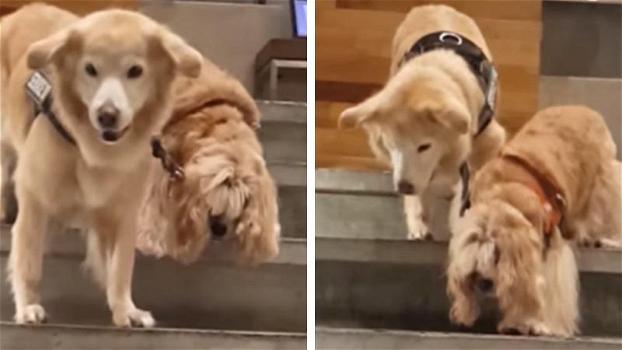 Il cane cieco ha il suo cane-guida personale per aiutarlo. Il video commuove il web!