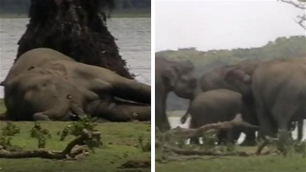 Un branco di elefanti dà l’ultimo saluto al leader defunto: la scena è commovente