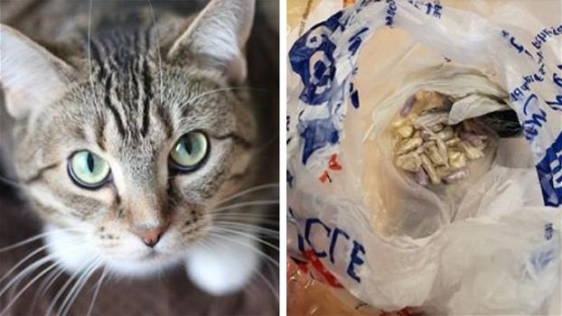 Il gatto porta a casa un sacchetto pieno di droga: “Meglio dei cani-poliziotto”