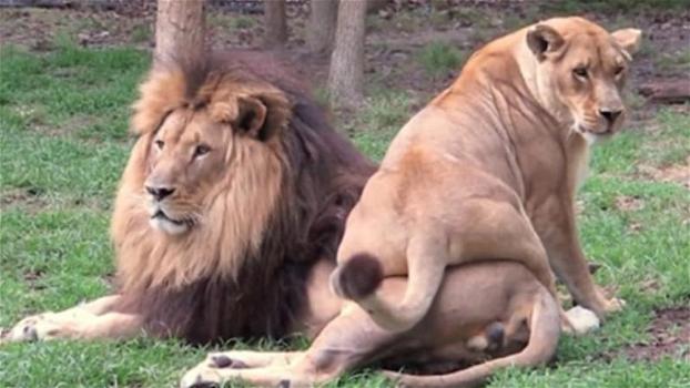 La leonessa cerca in ogni modo di attirare la sua attenzione: il leone la ignora