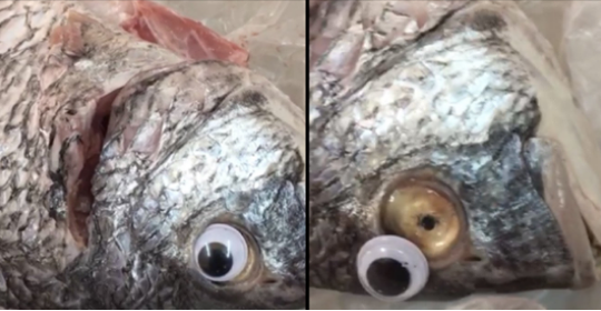 Applicava occhi di plastica ai pesci per farli sembrare più freschi: polizia mette i sigilli al negozio