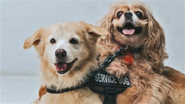 Kimchi, il cane cieco con il cane guida personale