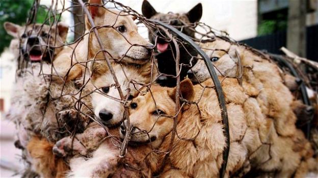 Festival di Yulin, l’atroce mercato della carne di cane