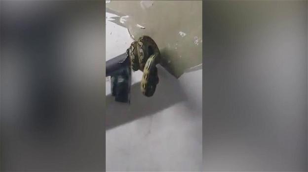 Filippine: un serpente sul corrimano del metropolitana. Il video diventa virale sul web