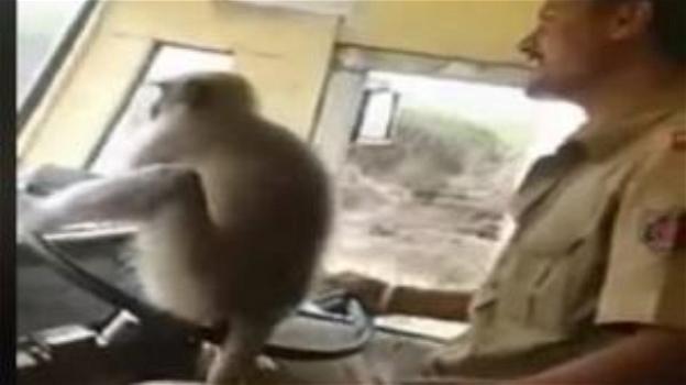 India, fa guidare l’autobus ad una scimmia: autista sospeso