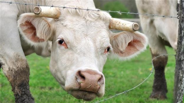 Svizzera, indetto referendum sul taglio delle corna bovine e ovine