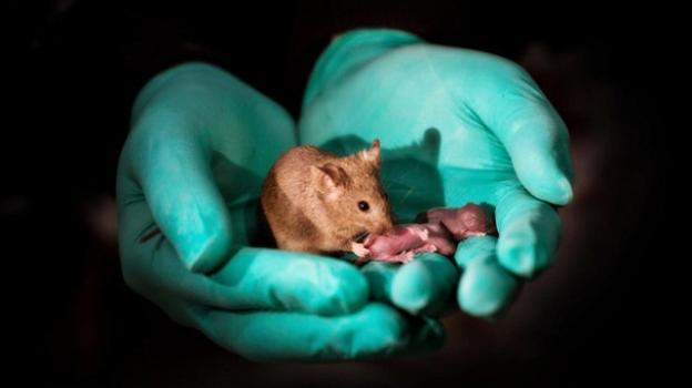 Scienziati fanno riprodurre topi dello stesso genere