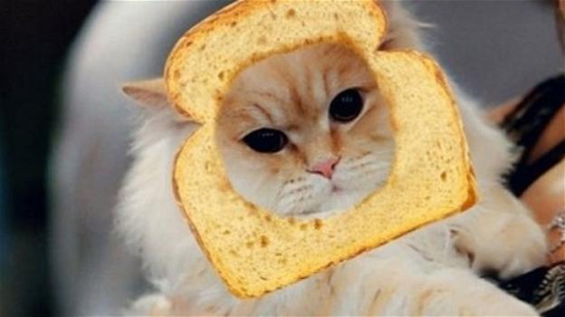 Snapchat introduce le Cat Lenses, filtri dedicati a gatti ed amanti delle fusa