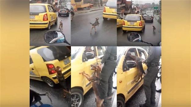 Colombia, una donna abbandona il cane fuggendo in taxi