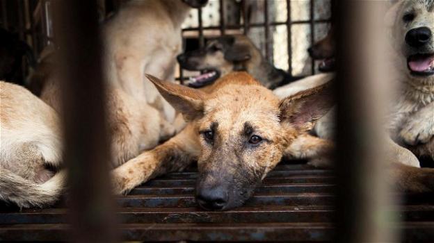 Vietnam, Hanoi vieta macellazione e commercio di carne di cane