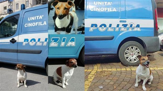Pocho, il cane antidroga condannato a morte dalla Camorra