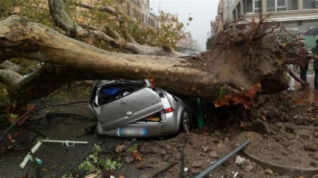 Maltempo: diverse le vittime degli alberi abbattuti e danni per centinaia di milioni