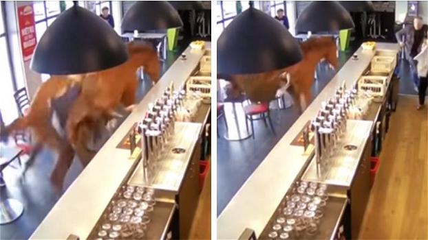L’incredibile filmato di un cavallo che entra in un bar e distrugge l’arredamento