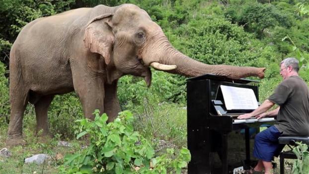 Pianista in pensione suona per gli elefanti che hanno avuto una vita difficile