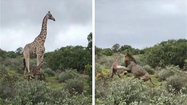 A due ore dalla nascita, questa piccola giraffa diventa preda di due leoni: il video è davvero toccante