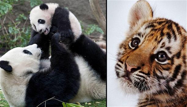 Allarme WWF: “In 44 anni il 60% degli animali è stato spazzato via dall’azione umana”. Rischiamo anche noi