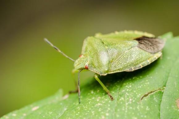 Invasione di cimici cinesi, è allarme in gran parte d’Italia