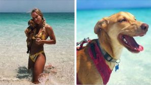 Potcake Place, l’isola tropicale dove puoi giocare con i cuccioli salvati: un vero paradiso!
