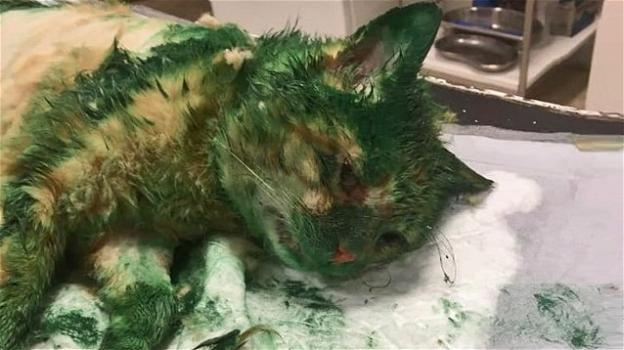 Gatto coperto di vernice verde, rischiava di morire